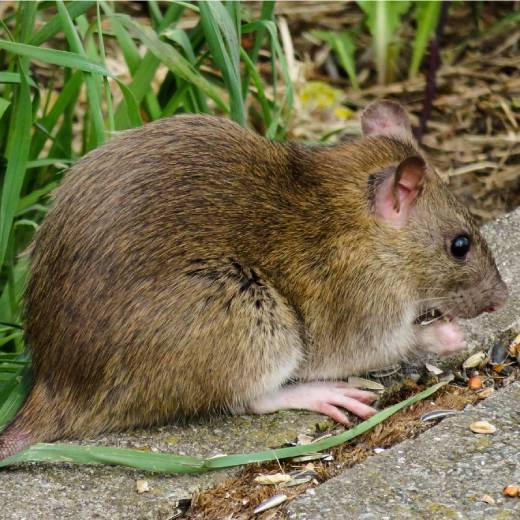 How long does it take rat poison to work? - DIY Pest Control